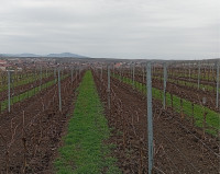 /album/fotogalerie-posezeni-ve-sklipku-misi-plesingra-v-pavlovicich-sobota-28-3-2026/img-20260328-132425-jpg/